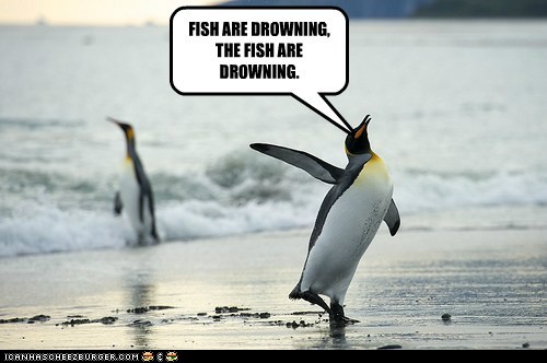 The fish are drowning