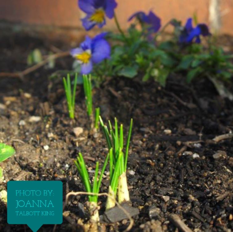 joannas-crocuses